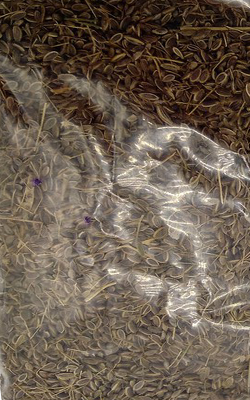 ชีลาว 100G