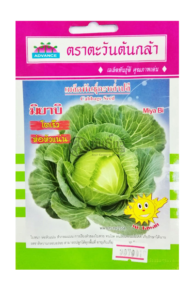 กะหล่ำปลีมิยาบิAV(V22)