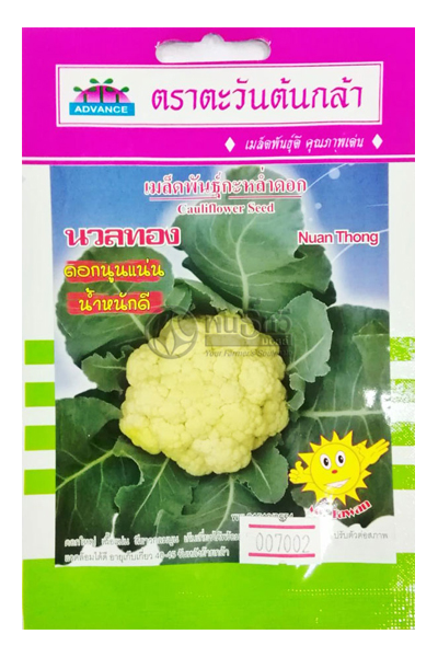 กะหล่ำดอกนวลทองAV(V23)