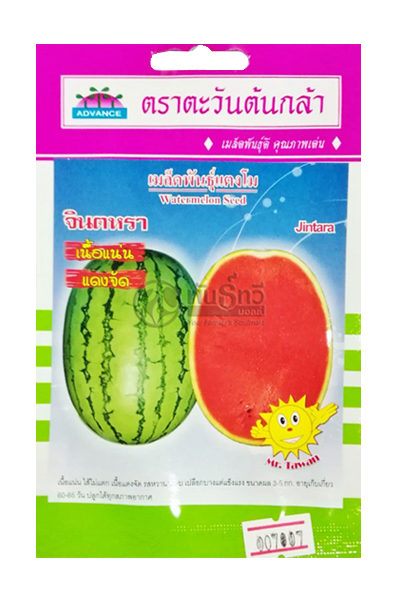 แตงโมจินตหราAV(V3)