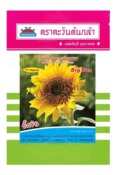 ดอกทานตะวันบิ๊กซันAV(H22)