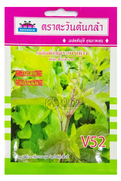 กะเพราม่วงAV(V52)