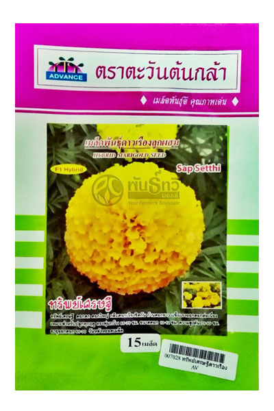 ดอกดาวเรืองทรัพย์เศรษฐีAV