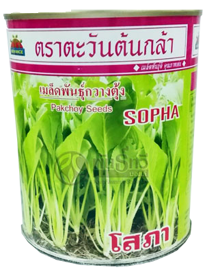 โสภากวางตุ้งAV500G*24
