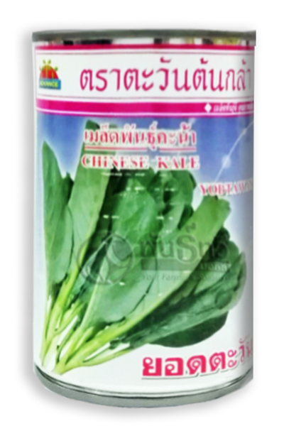 ยอดตะวันคะน้าAV100G*60