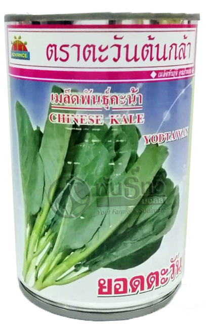 ยอดตะวันคะน้าAV500G*24