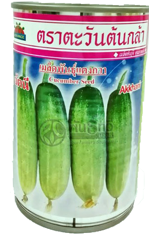 อัคนีแตงกวาAV20G*60