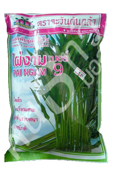 ผักบุ้งจีนไผ่งาม9AV1KG*20
