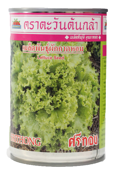 ศรีทองผักกาดหอมAV50G*60