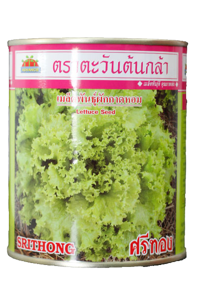 ศรีทองผักกาดหอมAV250G*24
