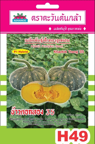 ฟักทองข้าวตอกทอง35AV*10