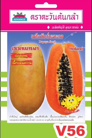 มะละกอฮอลแลนด์AV*10