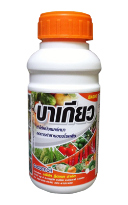 บาเกียว500CC*24