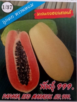 มะละกอฮอลแลนด์999333