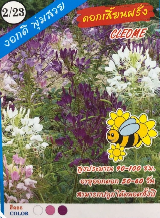 ดอกผักเสี้ยนฝรั่ง333*10