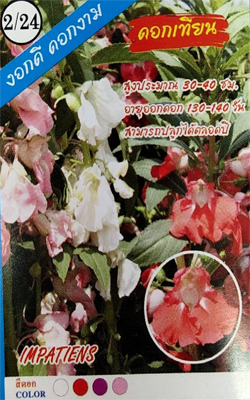 ดอกเทียน333333