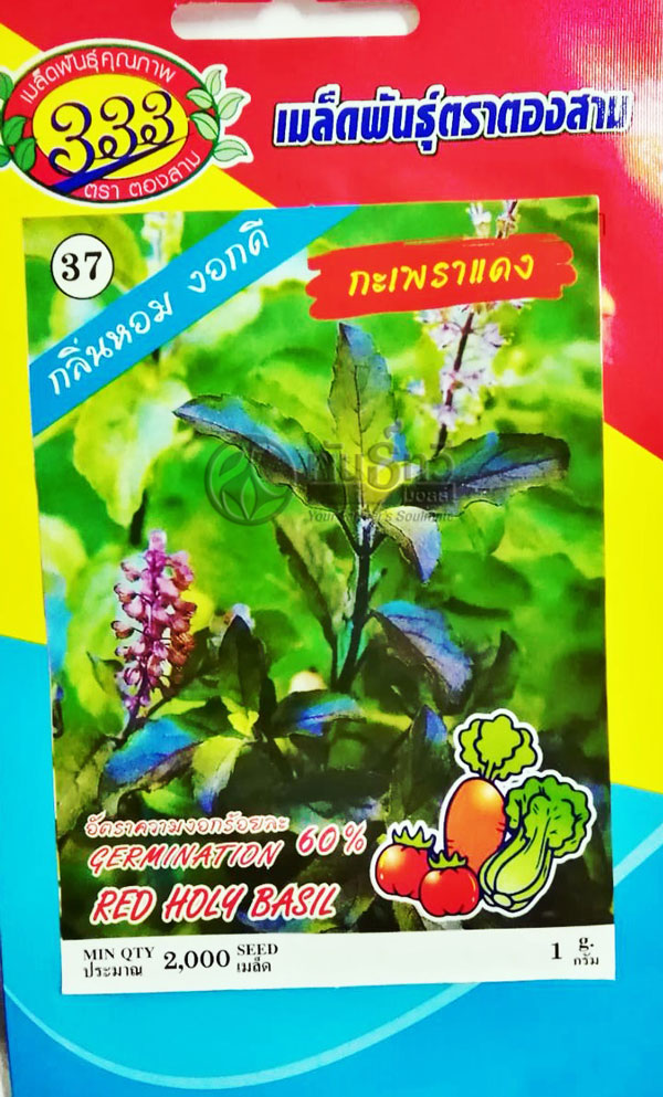 กะเพราแดง333