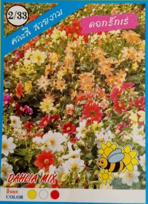 ดอกรักเร่333