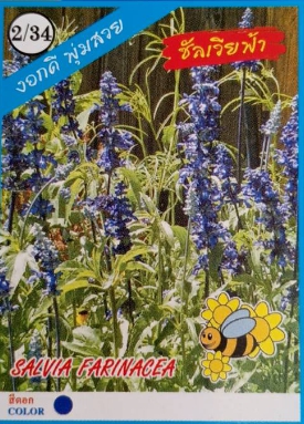 ดอกชัลเวียฟ้า333