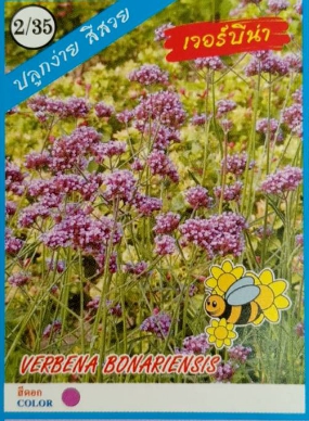 ดอกเวอร์บีน่า333