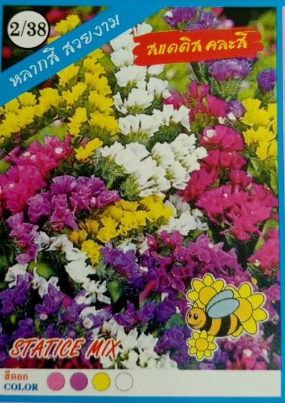 ดอกสแตติสคละสี333