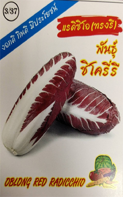 สลัดชิโครี่แรดิชิโอ333ทรงรี