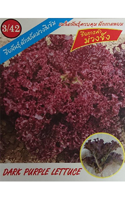 สลัดม่วงจัง333