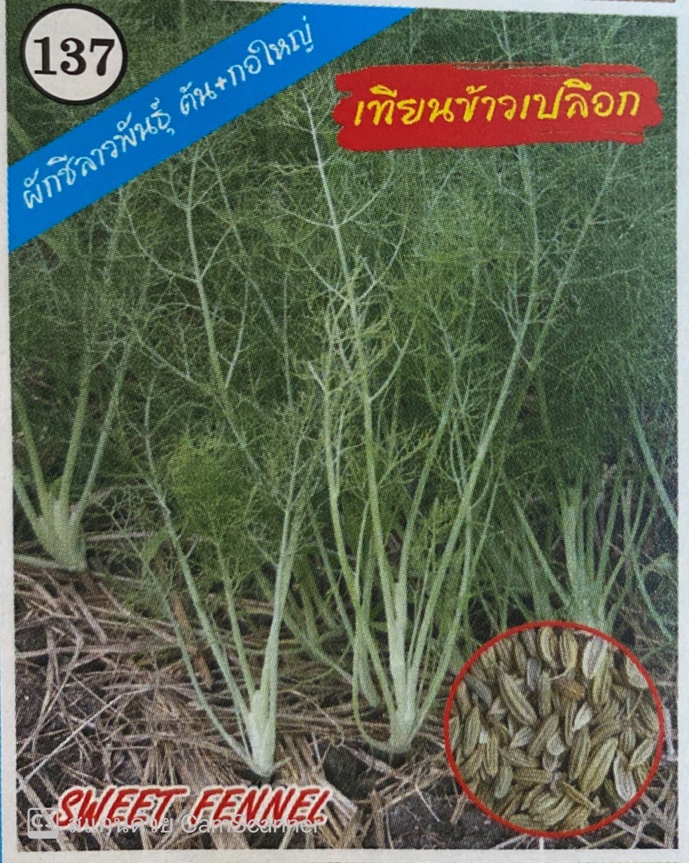 ผักชีลาวเทียนข้าวเปลือก333