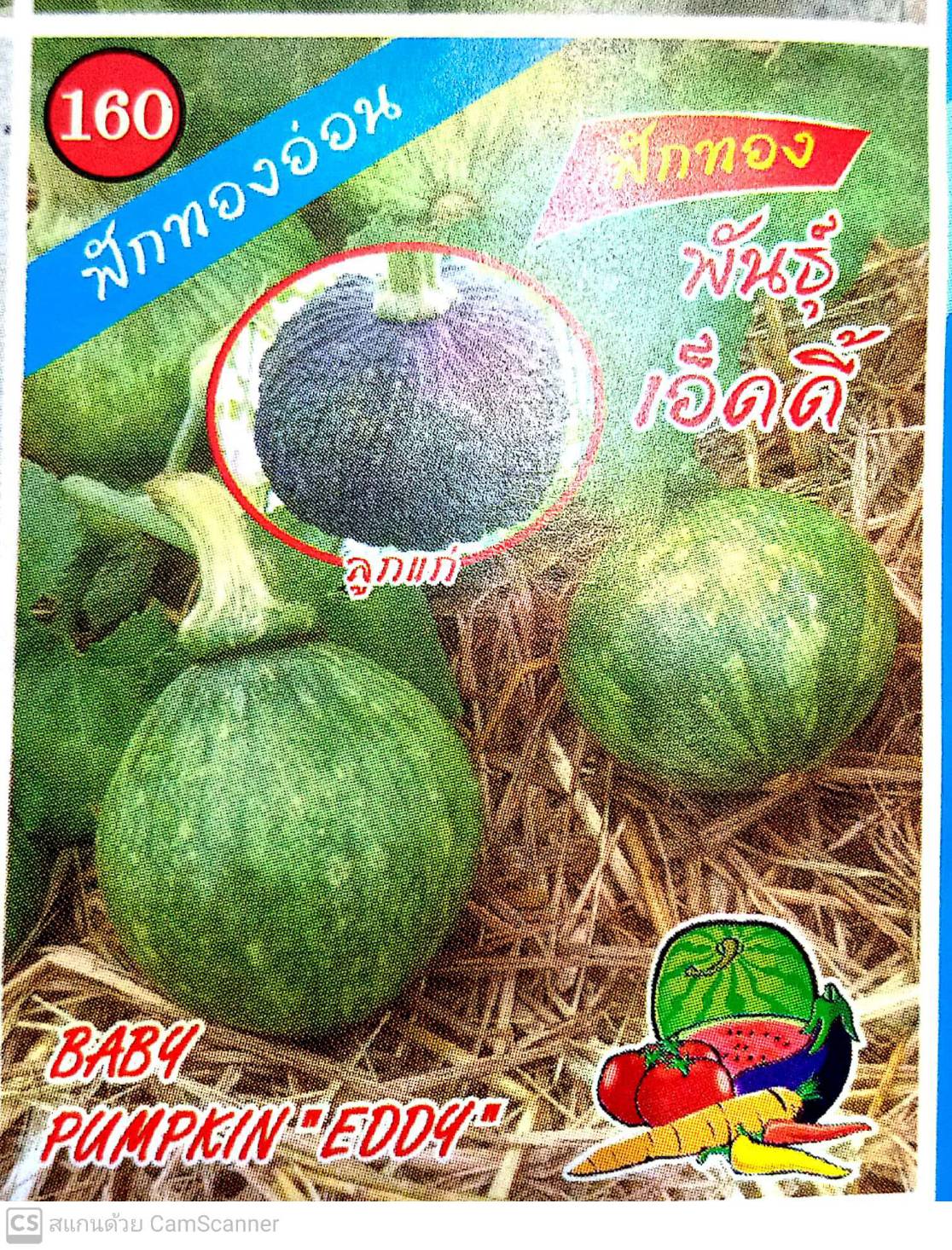 ฟักทองอ่อนเอ็ดดี้333*10