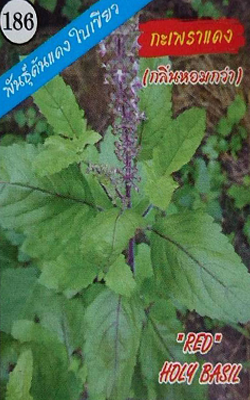 กะเพราต้นแดงใบเขียว333