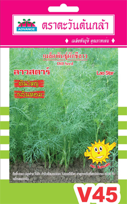 ผักชีลาวลาวสตาร์AV(V45)