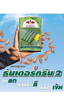 แตงกวาธันเดอร์กรีน2F1ศรแดง100G(กป./ซอง) *80