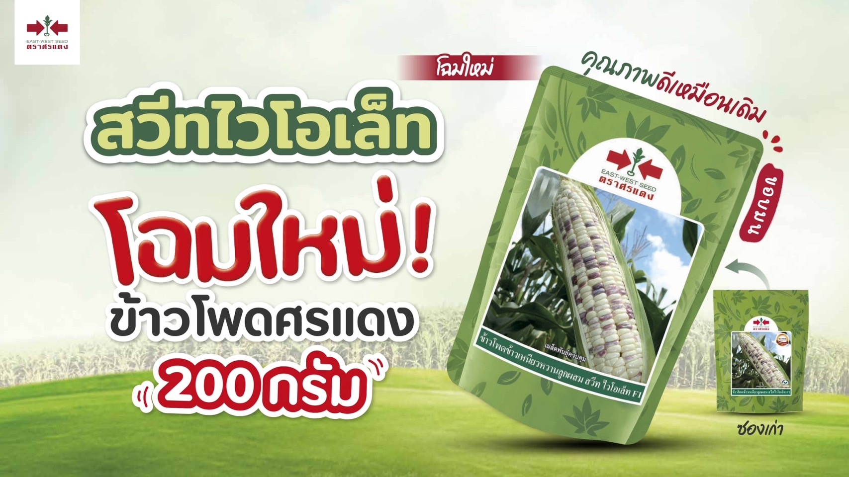 ขพขน.สวีทไวโอเล็ทF1ศรแดง200G*60