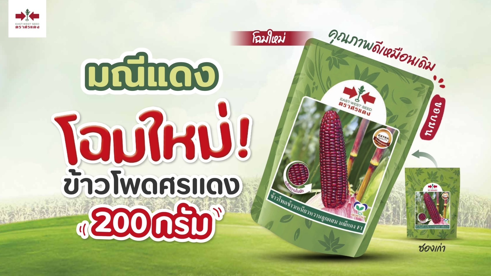 ขพขน.มณีแดงF1ศรแดง200G*60
