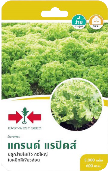 สลัดแกรนด์แรปิดส์OPศรแดงGG*600