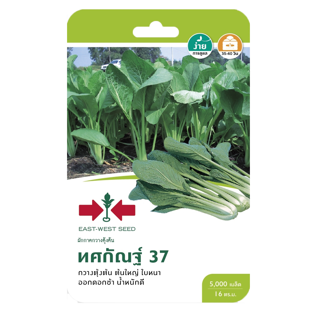 กวางตุ้งต้นทศกัณฐ์37OPศรแดงGG*600