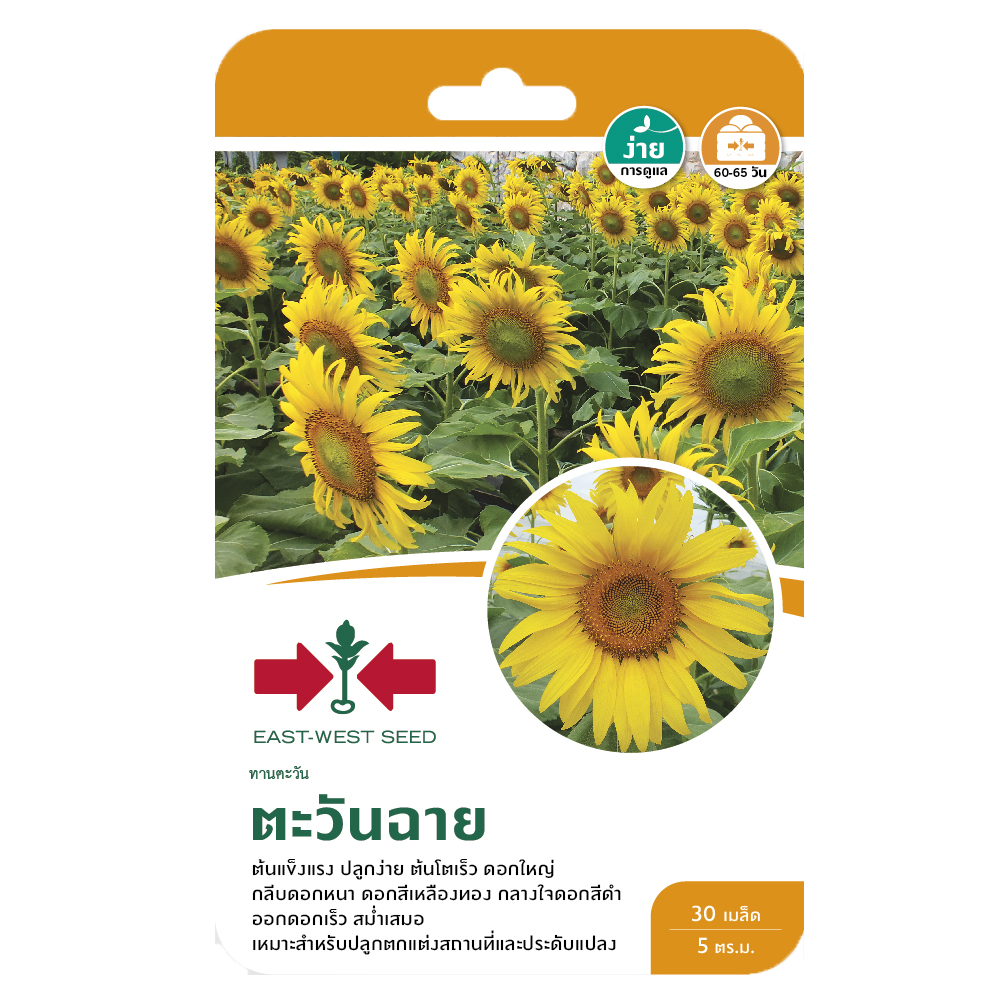 ดอกดอกทานตะวันตะวันฉายF1ศรแดงGG*600