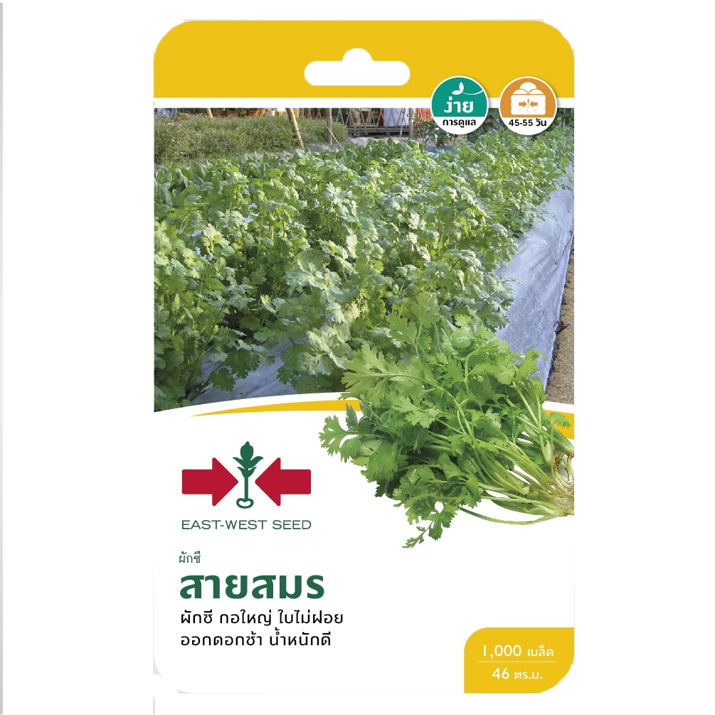 ผักชีสายสมรOPศรแดงGG*300