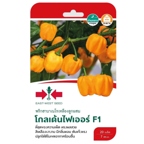 พริกฮาบาเนโรเหลืองโกลเด้นไฟเออร์F1ศรแดงGG*600