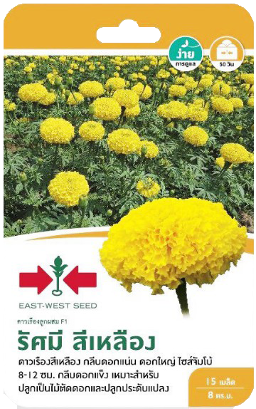 ดอกดาวเรืองรัศมีสีเหลืองF1ศรแดงGG*900