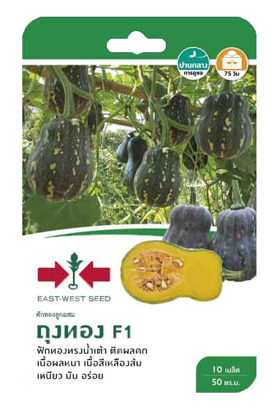 ฟักทองถุงทองF1ศรแดงGG*600