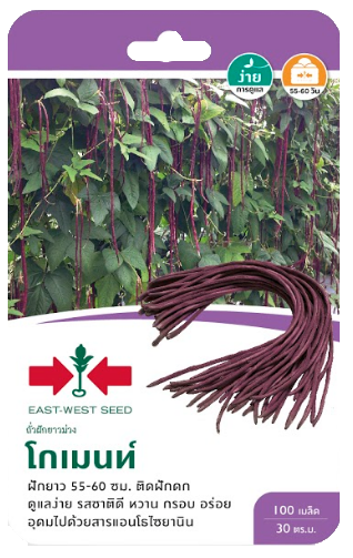 ถั่วฝักยาวม่วงโกเมนต์OPศรแดงGG*300