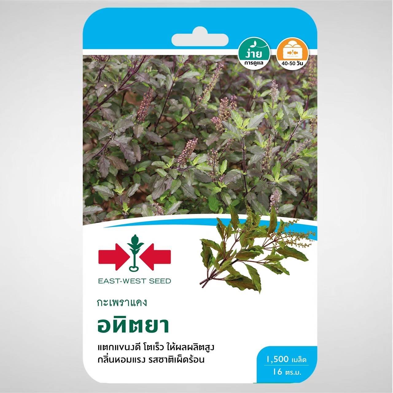 กะเพราแดงอทิตยาOPศรแดงGG*900