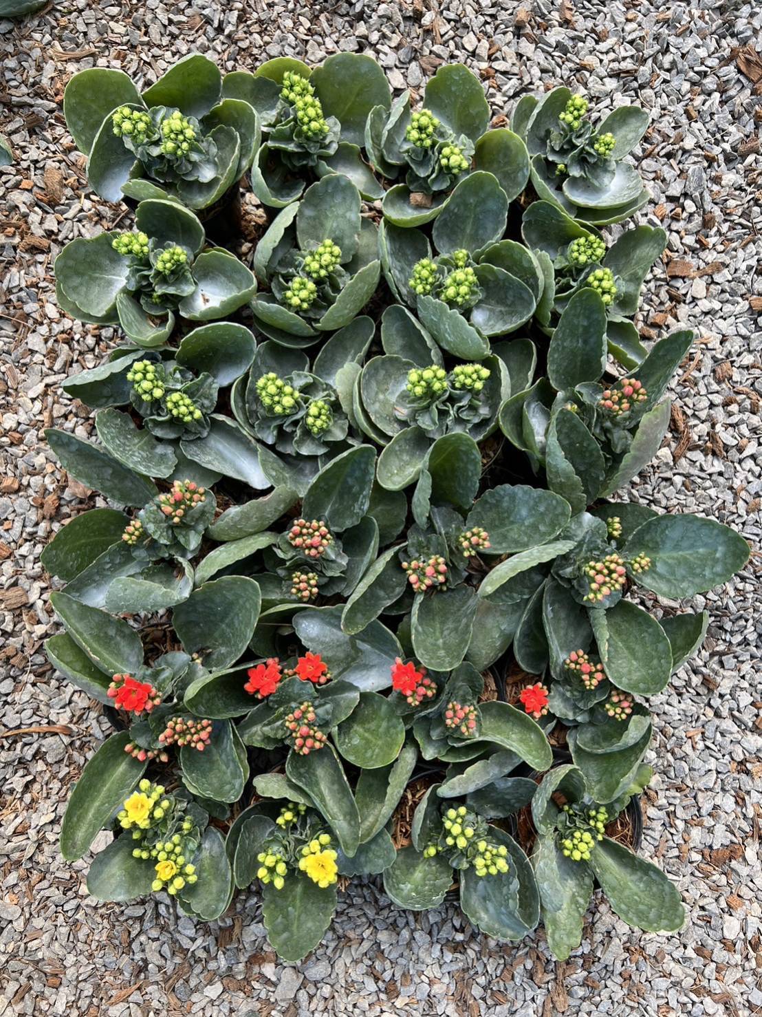 ต้นกุหลาบหินดอก 3"