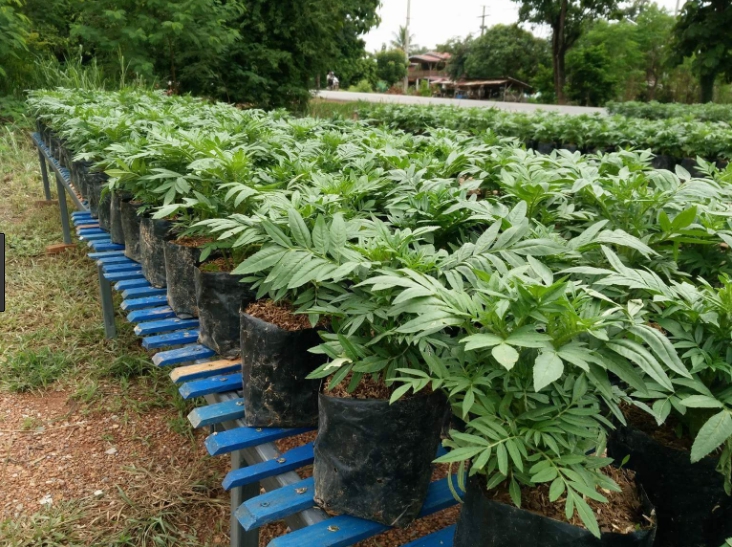 ต้นดาวเรือง ถุงเพาะ