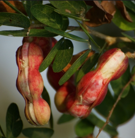 มะขามเทศ สีชมพู