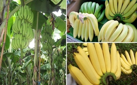 กล้วยหอมทอง