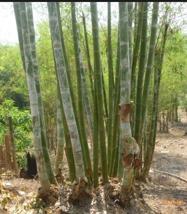 ต้นไผ่ซางหม่น