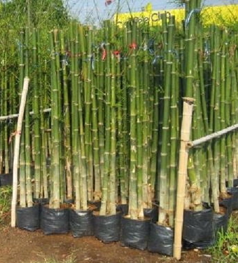 ไผ่เลี้ยง