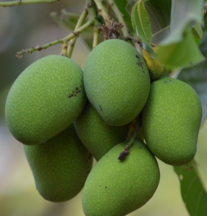 มะม่วงแก้วบ้าน